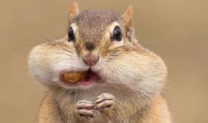 chipmunk-cheeks-peanuts-g-427474