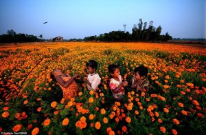 children laughing in fields