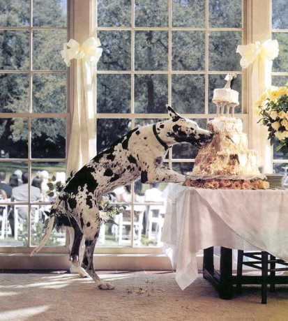 dog eats wedding cake