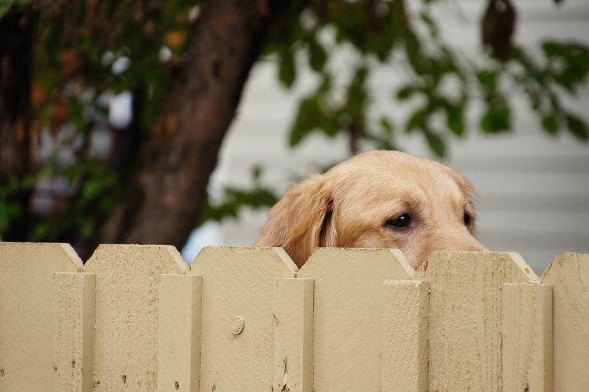 16246859 - golden retriever looking over a fence