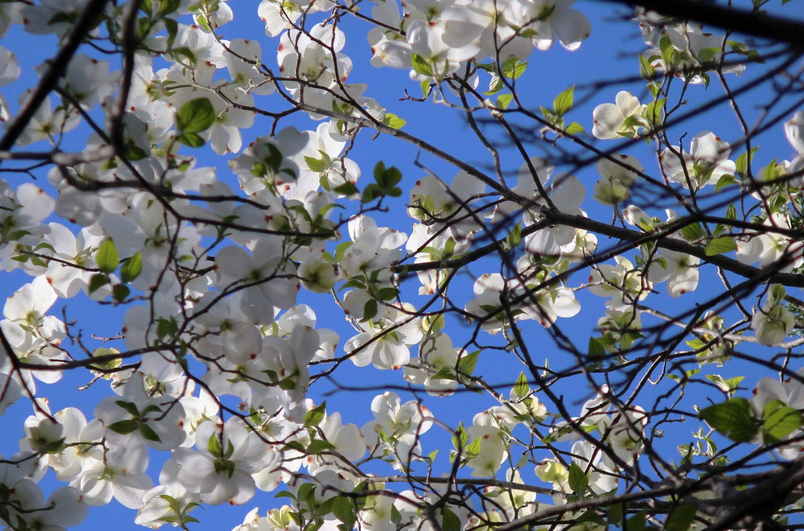 flowering dogwoods texas
